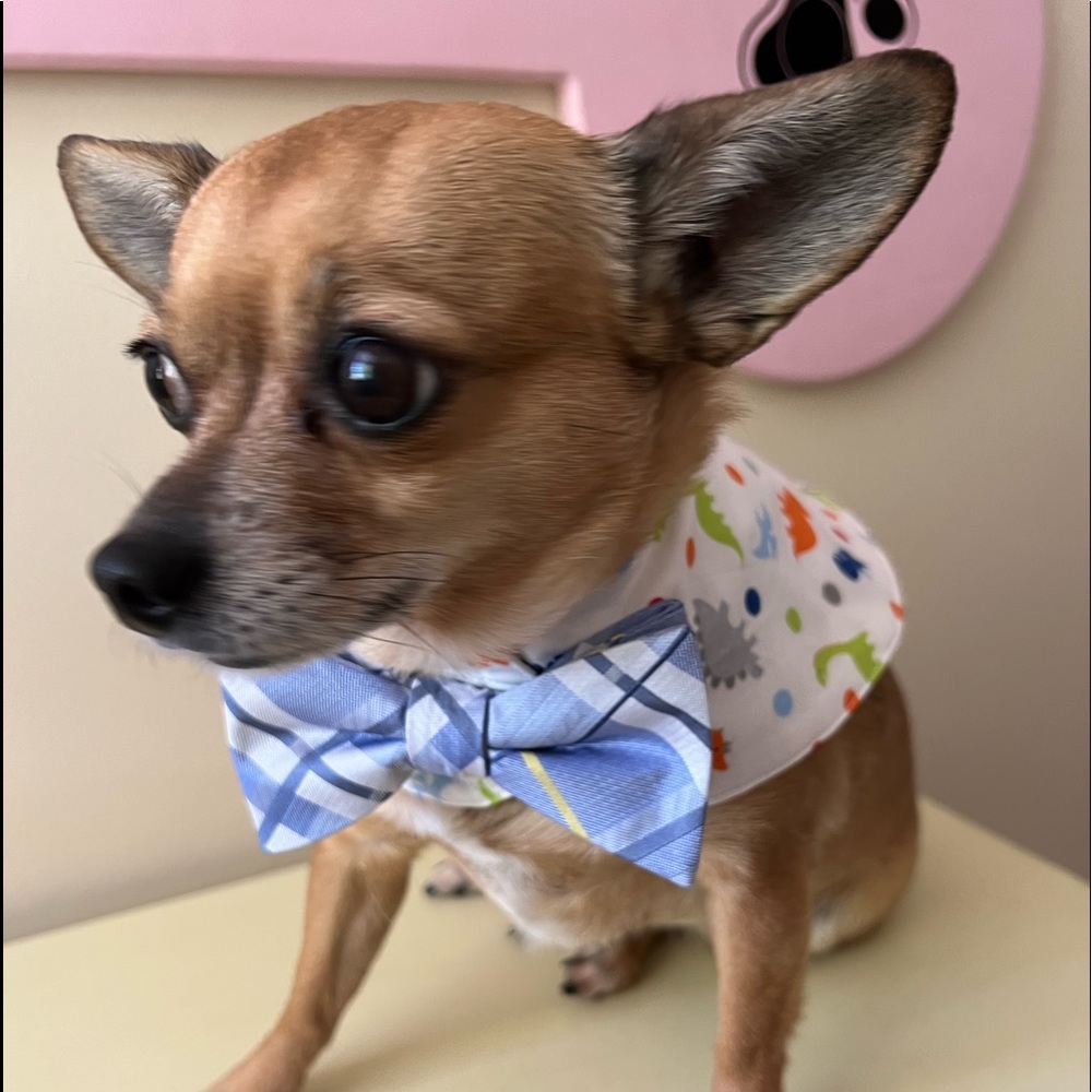 BOWTIE CAPES